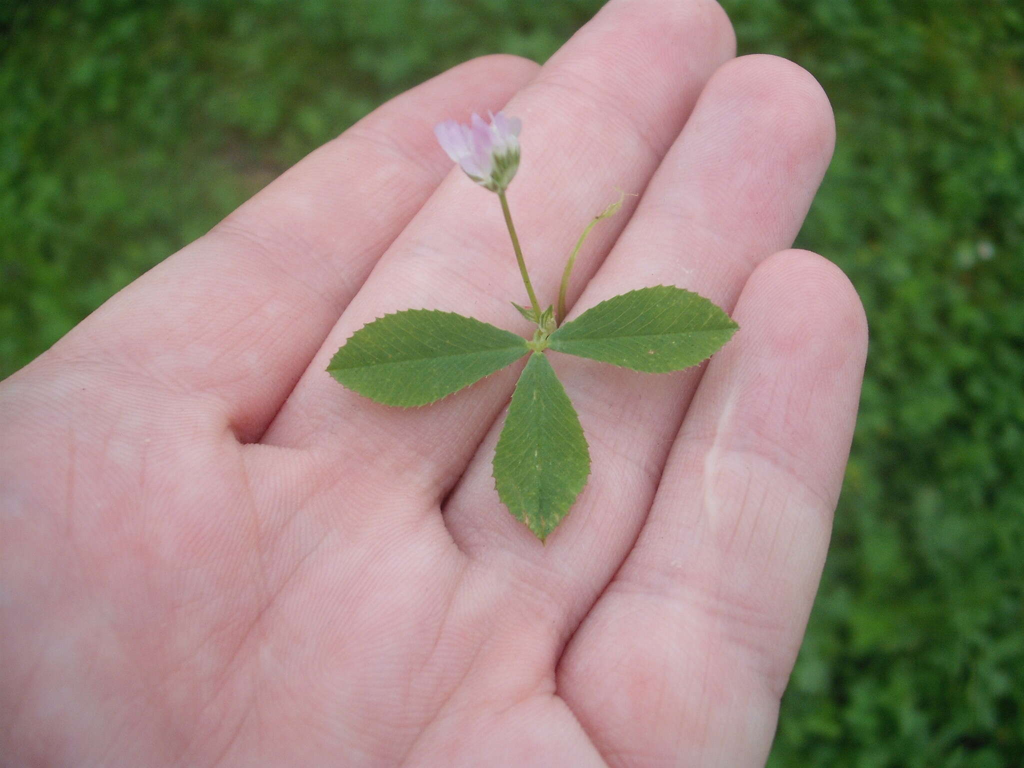 Image of reversed clover