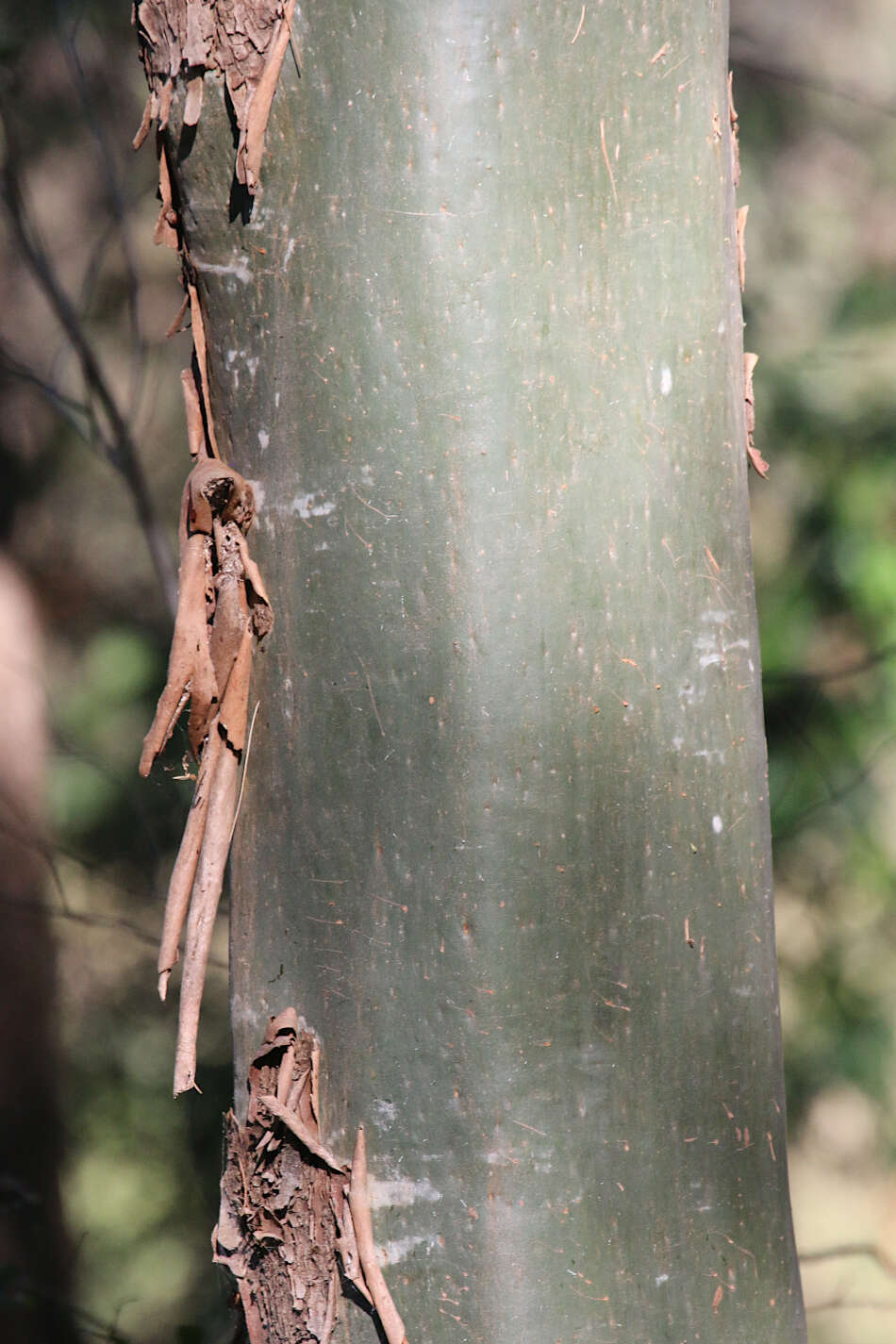 Image de Corymbia torelliana (F. Müll.) K. D. Hill & L. A. S. Johnson