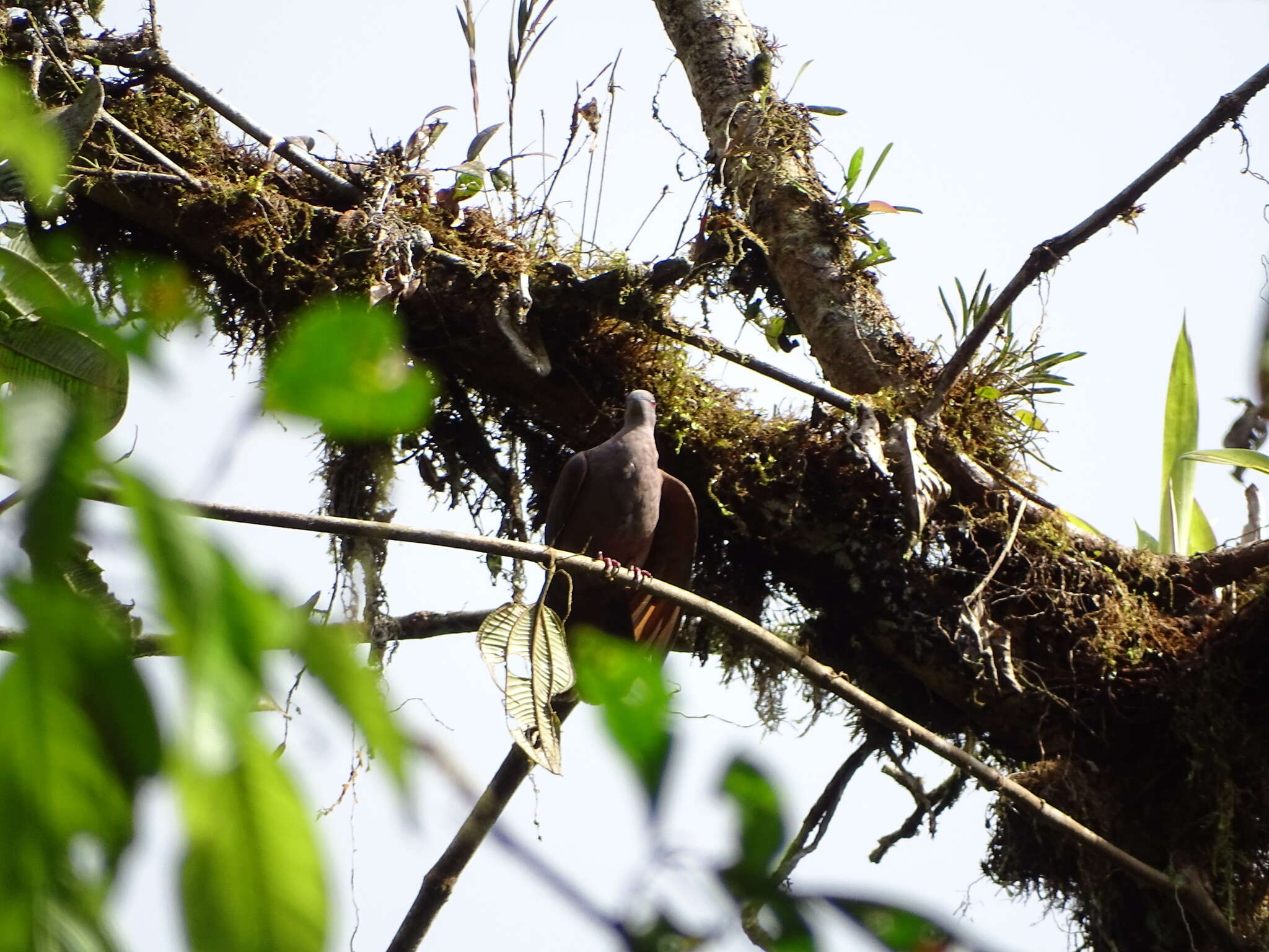 Image of Dusky Pigeon