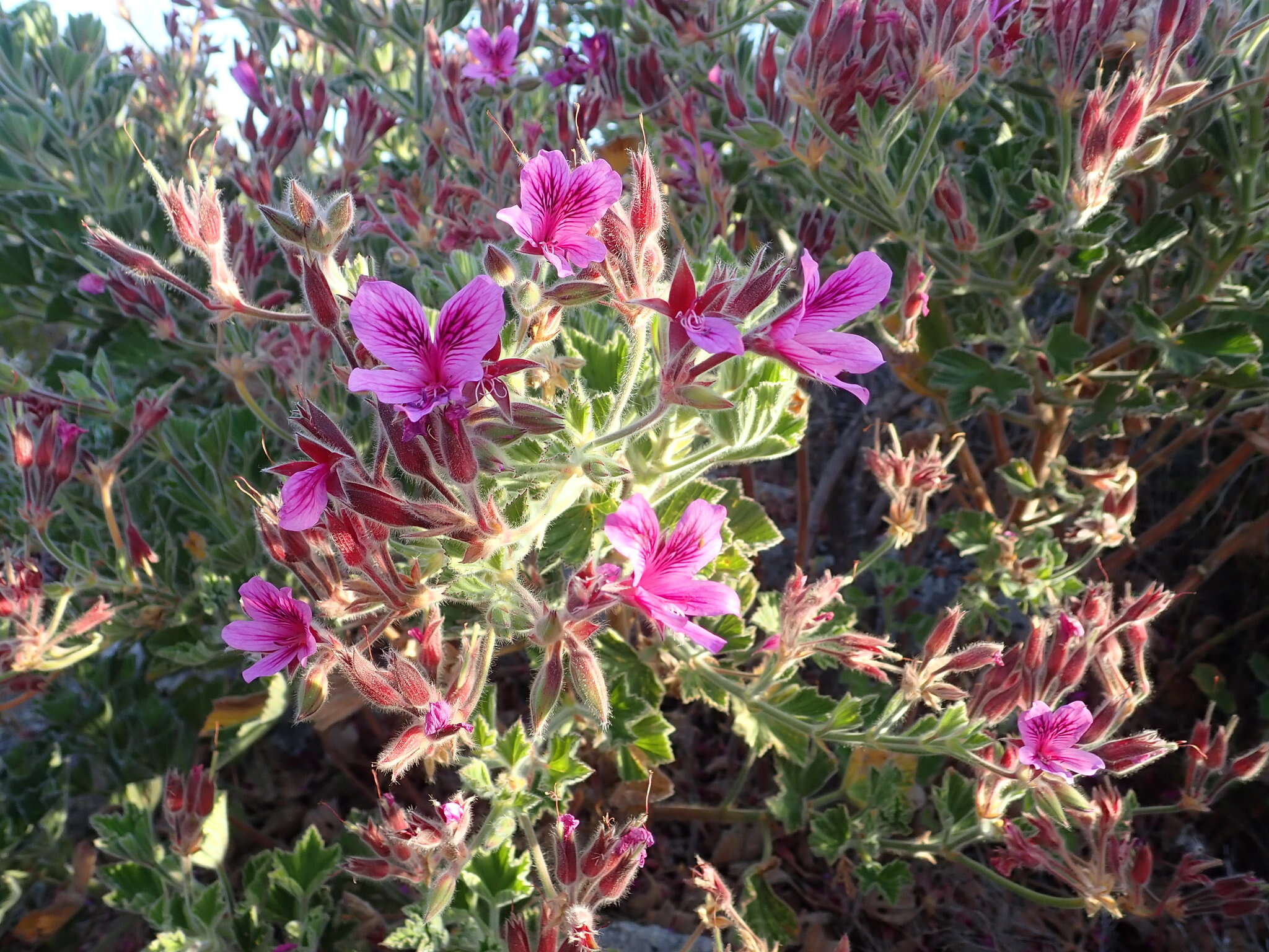 Слика од Pelargonium cucullatum (L.) L'Her.