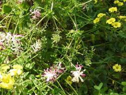 Image of field fumitory