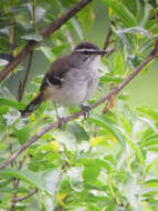 Image of Brown-backed Scrub Robin