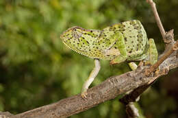 Image of Graceful Chameleon