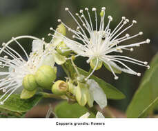 Image de Capparis grandis L. fil.