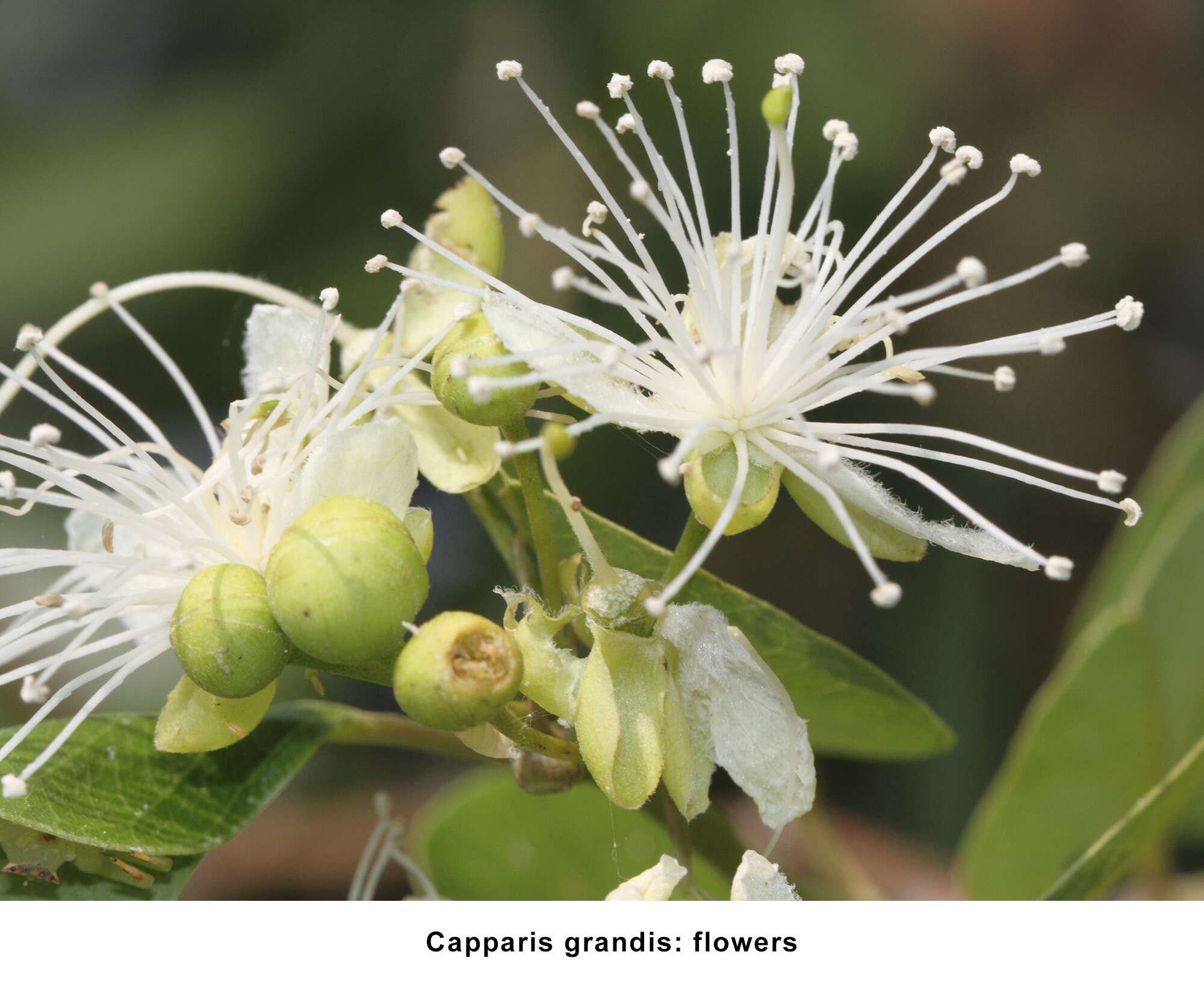 Image de Capparis grandis L. fil.