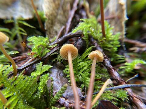 Image de Galerina vittiformis (Fr.) Singer 1950