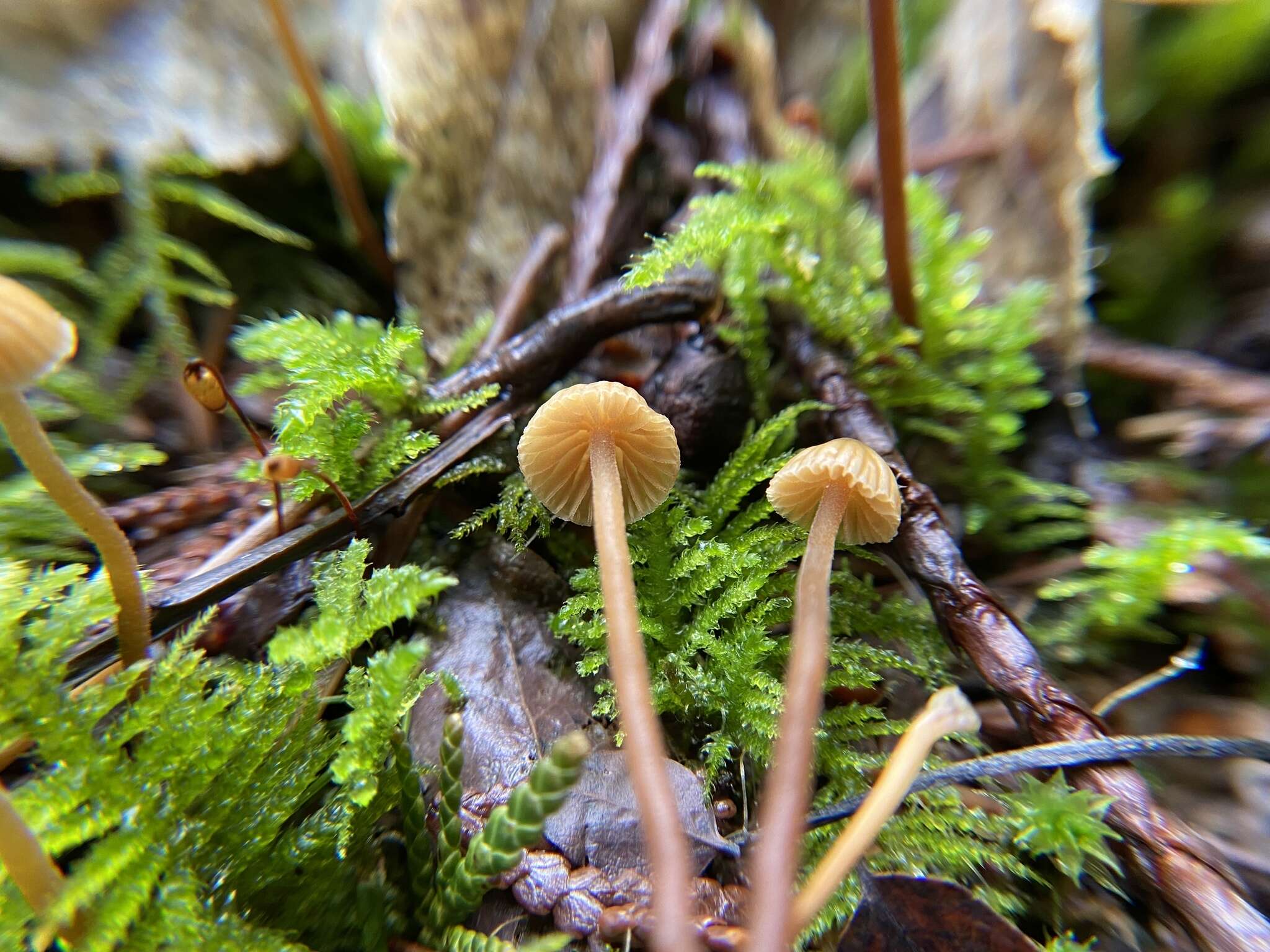 Imagem de Galerina vittiformis (Fr.) Singer 1950