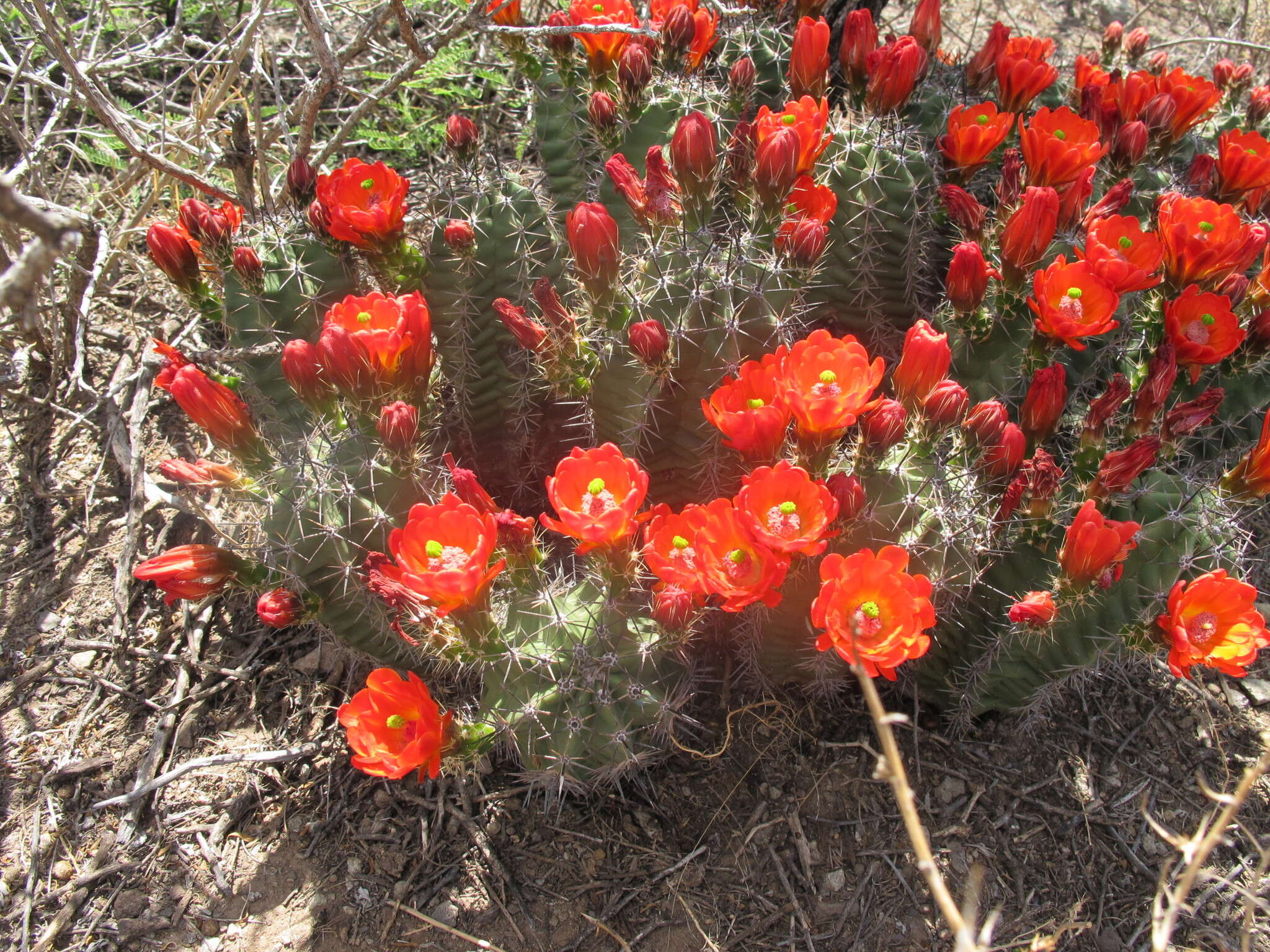 Image of Echinocereus gurneyi