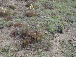 Image of coiled lousewort