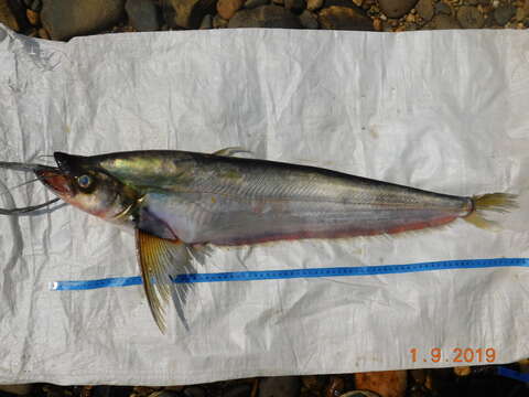 Image of Twisted-Jaw Catfish