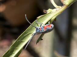 Sivun Tetraopes discoideus Le Conte 1858 kuva