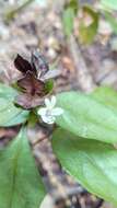 Слика од Barleria glandulostamina I. Darbysh.