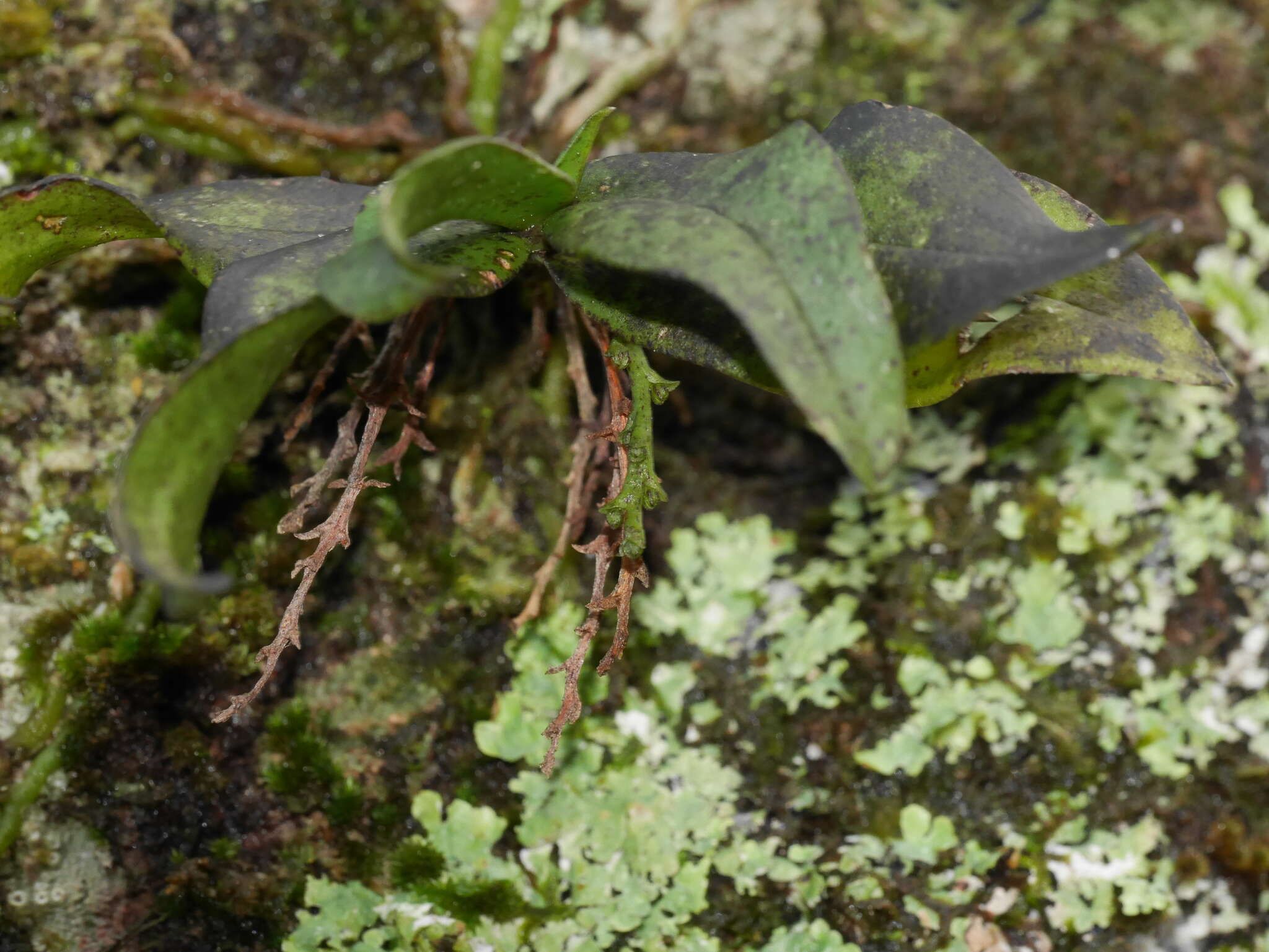 Plancia ëd Drymoanthus flavus St. George & Molloy