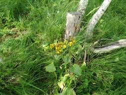 Image de Ligularia thyrsoidea (Ledeb.) DC.