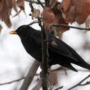 Turdus merula intermedius (Richmond 1896)的圖片