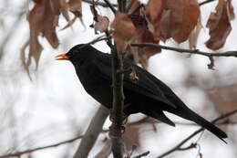 Turdus merula intermedius (Richmond 1896)的圖片