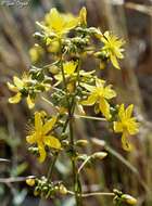 Image of Hypericum lanuginosum Lam.