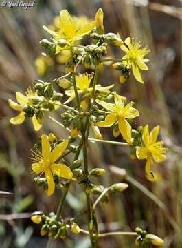 Image of Hypericum lanuginosum Lam.