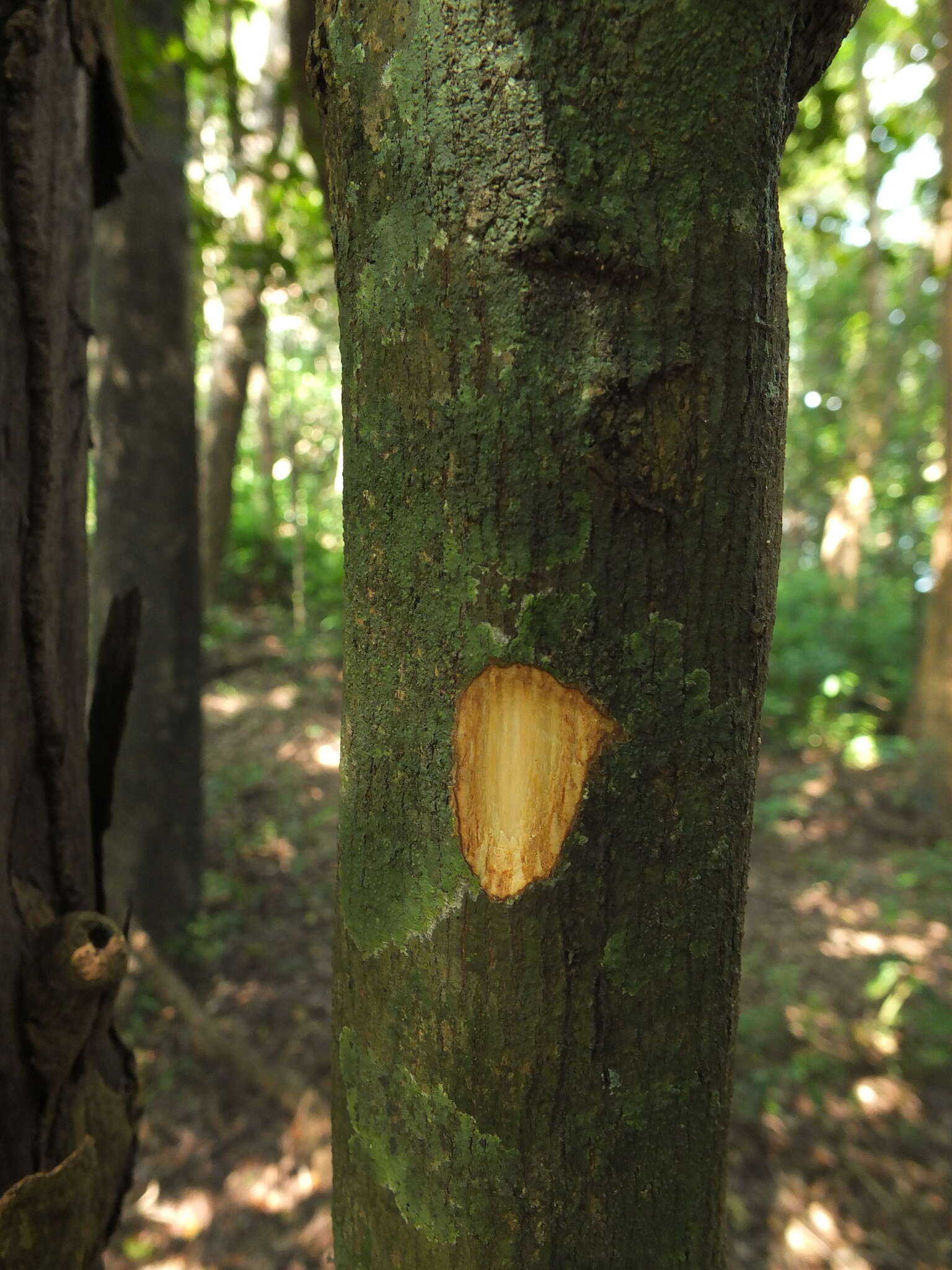 Plancia ëd Miliusa eriocarpa Dunn