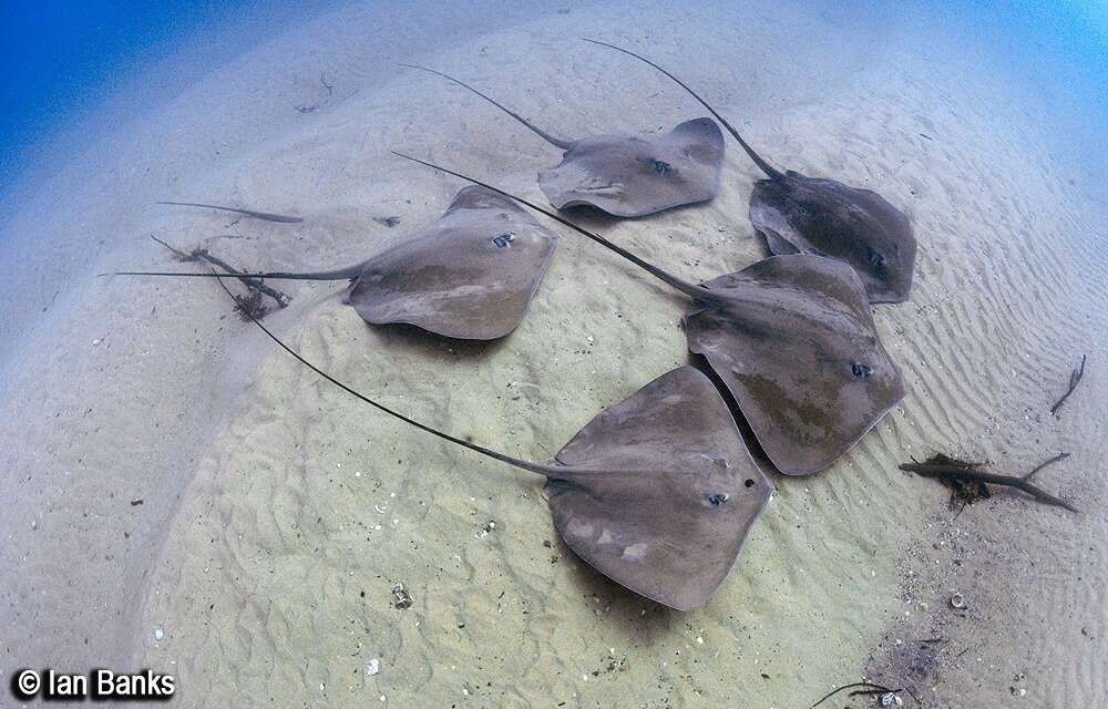 Image of Pink Whipray