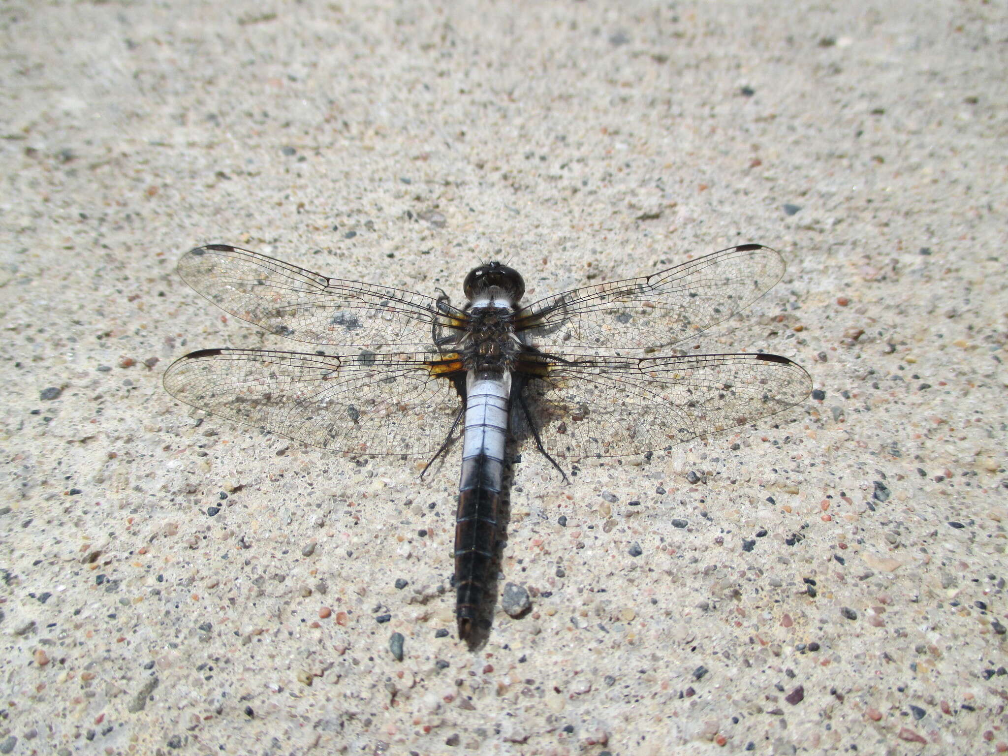 Image of Chalk-fronted Corporal