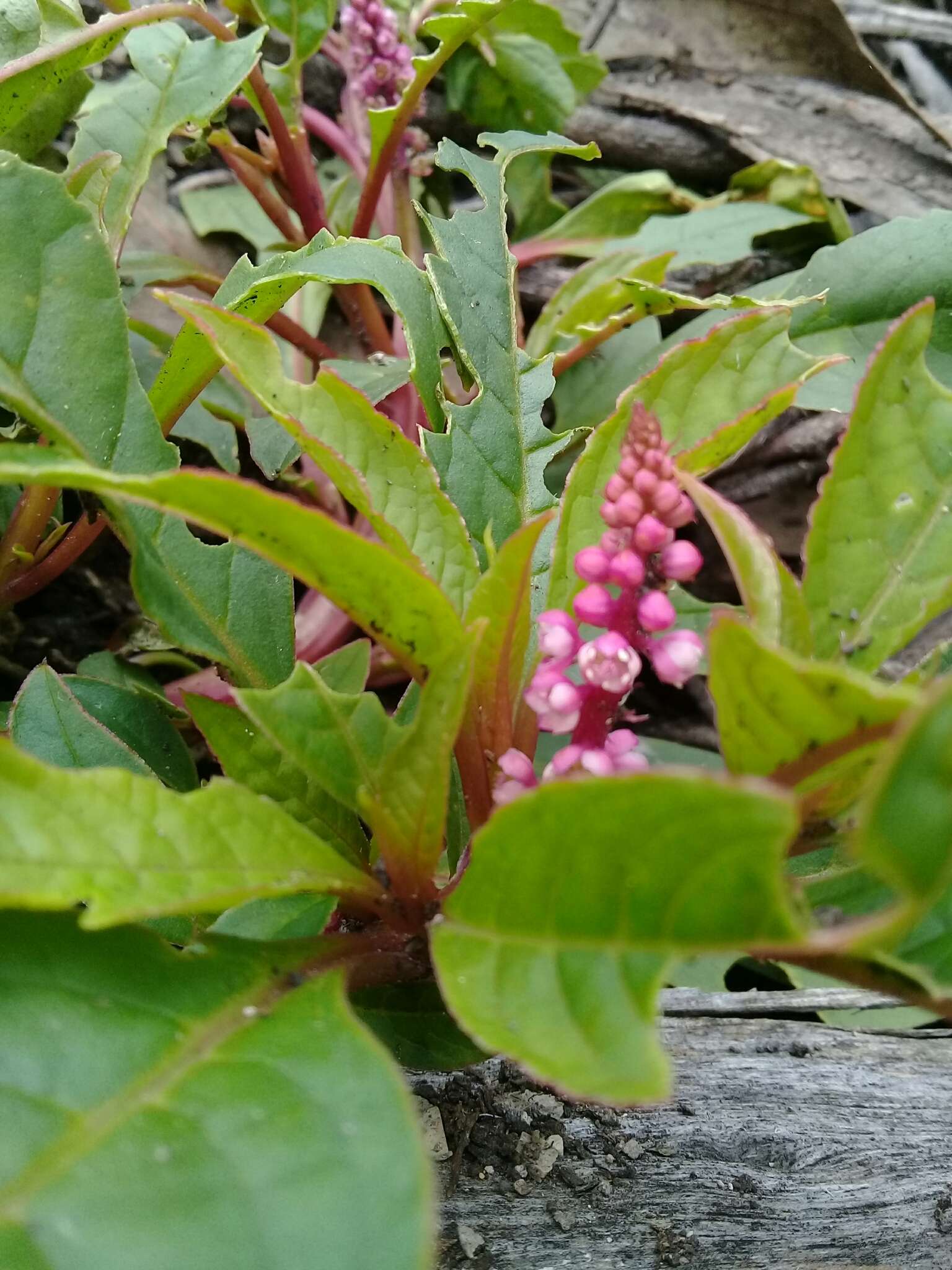 Imagem de Phytolacca bogotensis H B. & K.