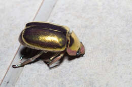 Image of Chrysina aurigans (Rothschild & Jordan 1894)