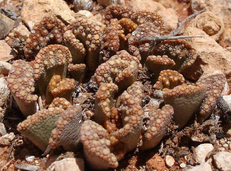 Image of Titanopsis calcarea (Marloth) Schwant.