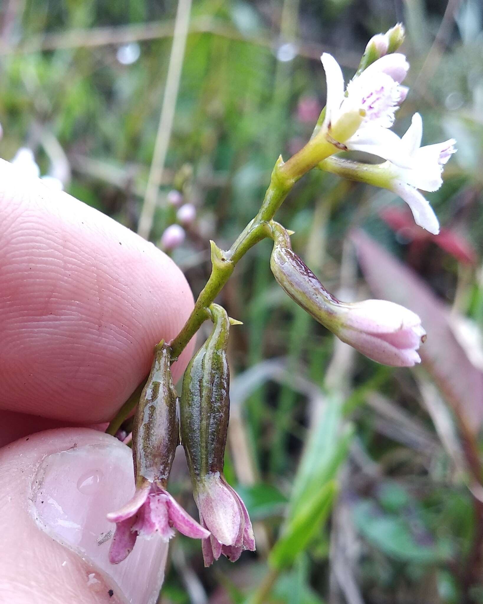 Imagem de Epidendrum fimbriatum Kunth