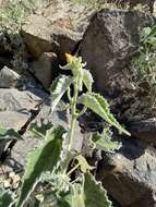 Image of Parish's Indian mallow