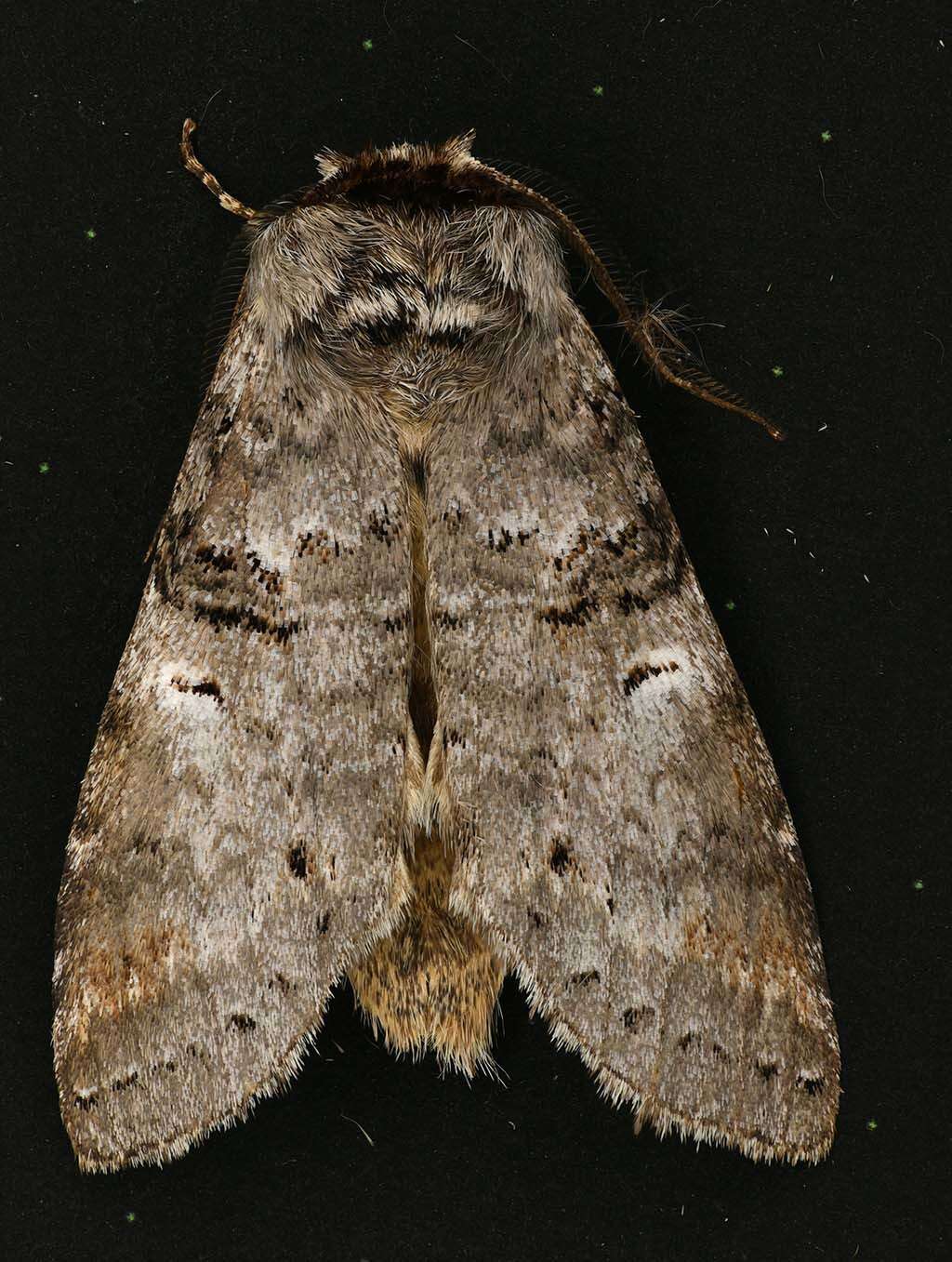 Image of Linden Prominent