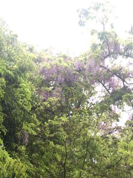 Image of Japanese wisteria