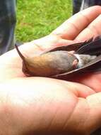 Image of Amethyst-throated Hummingbird