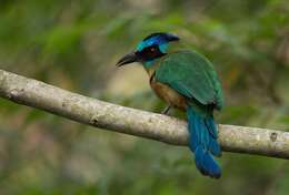 Image of Amazonian Motmot