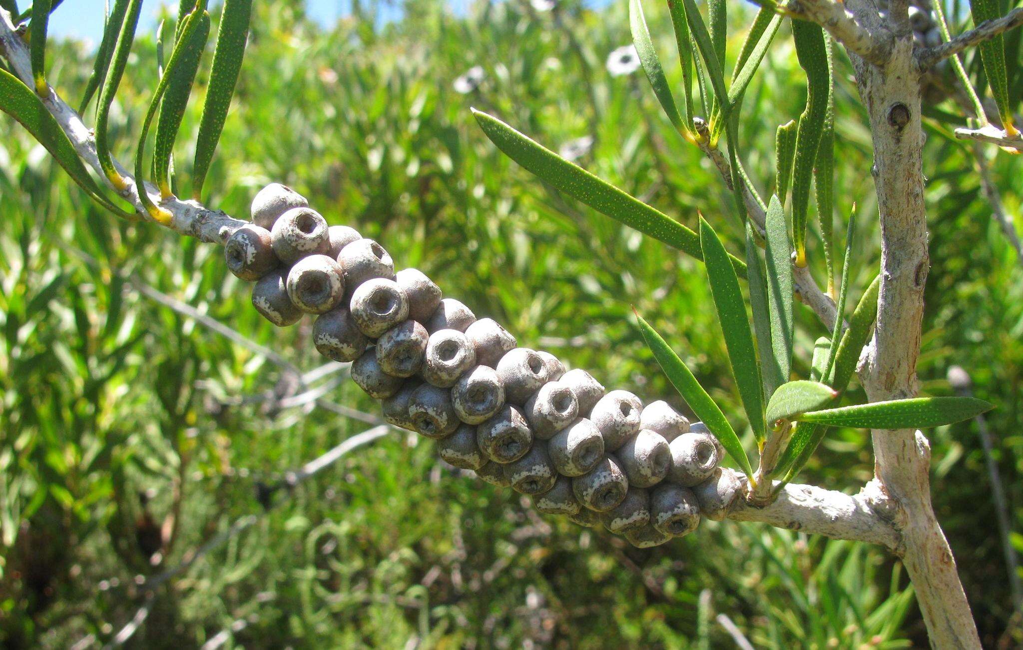 صورة Callistemon rugulosus (Link) DC.