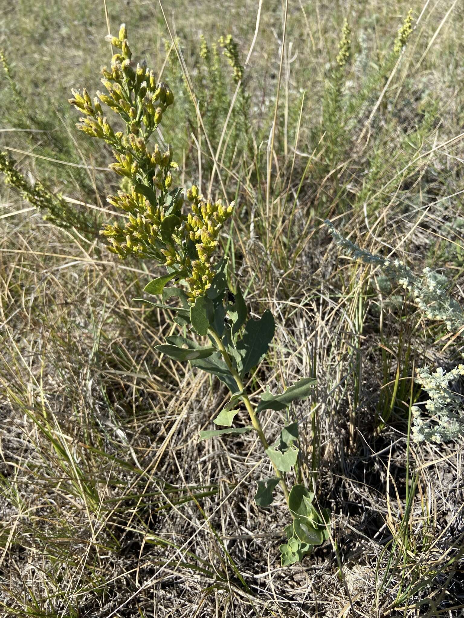 Image of velvety goldenrod