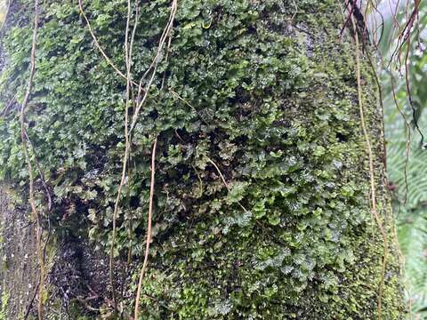 Image of tiny bristle fern