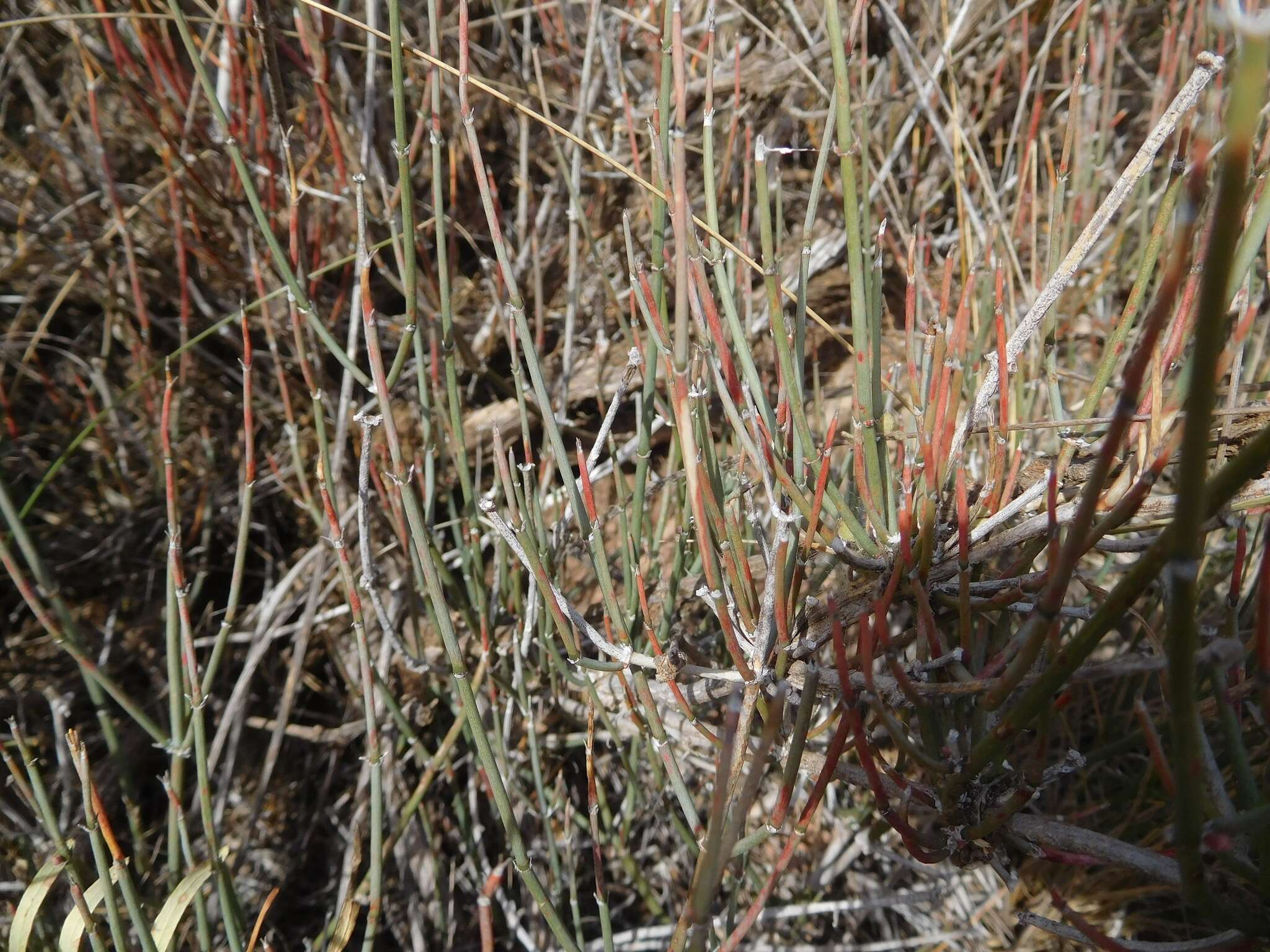 Imagem de Ephedra antisyphilitica Berland. ex C. A. Mey.