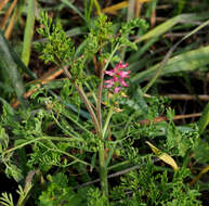 Image of Fumitory