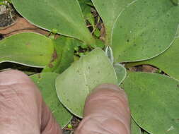 Image of Craspedia uniflora var. grandis Allan