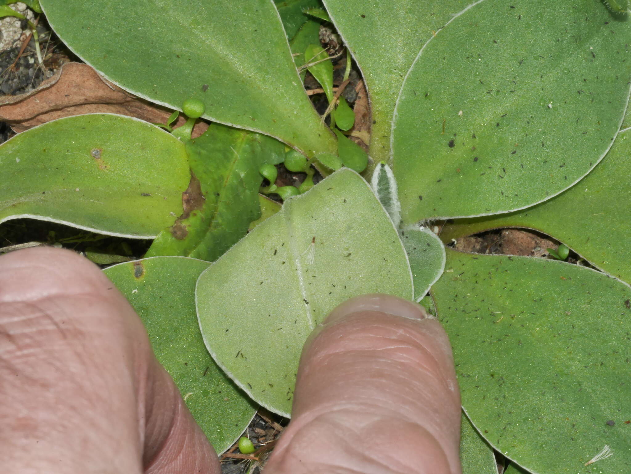 Image of Craspedia uniflora var. grandis Allan