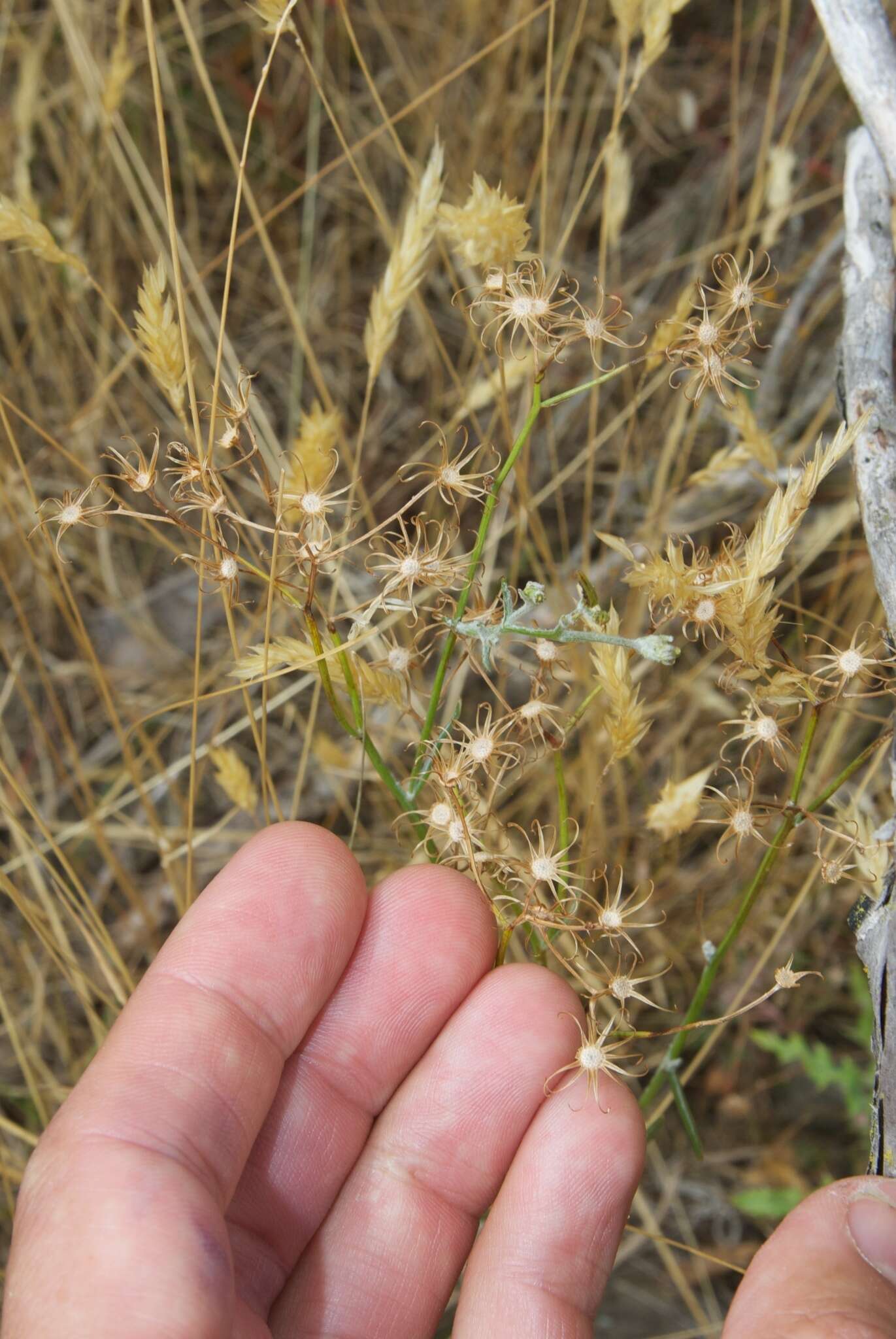 صورة Erechtites quadridentata (Labill.) DC.