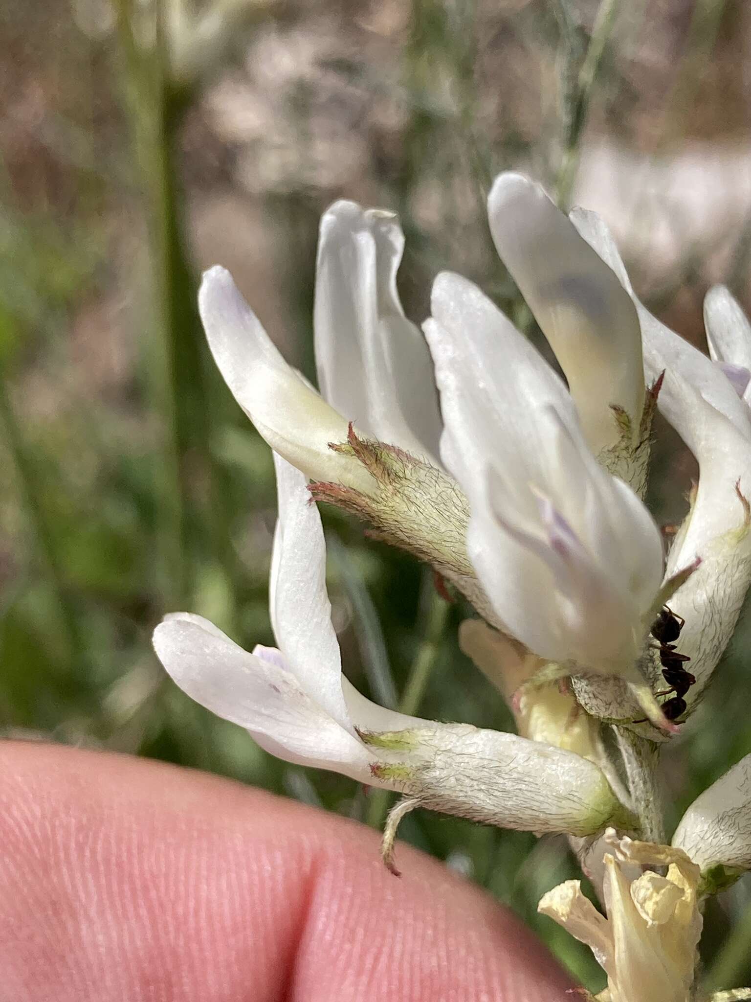 Sivun Astragalus conjunctus S. Wats. kuva