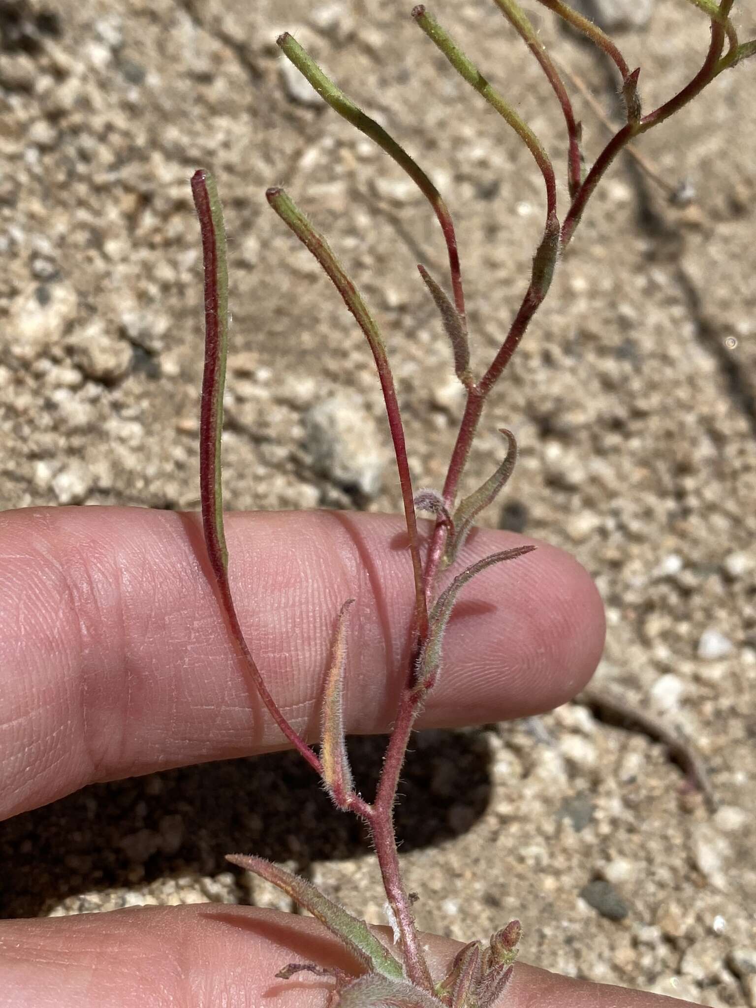 Image of Camissonia kernensis subsp. kernensis