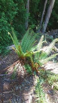 Imagem de Dryopteris wallichiana (Spreng.) Hyl.