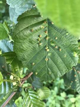 Image of Eriophyes laevis