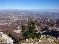 Image de Pin de Bosnie