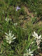 Image of Moraea elliotii Baker