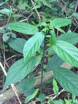 Image of Clerodendrum cyrtophyllum Turcz.