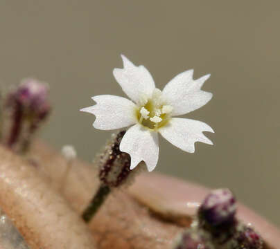 Image of coyote gilia